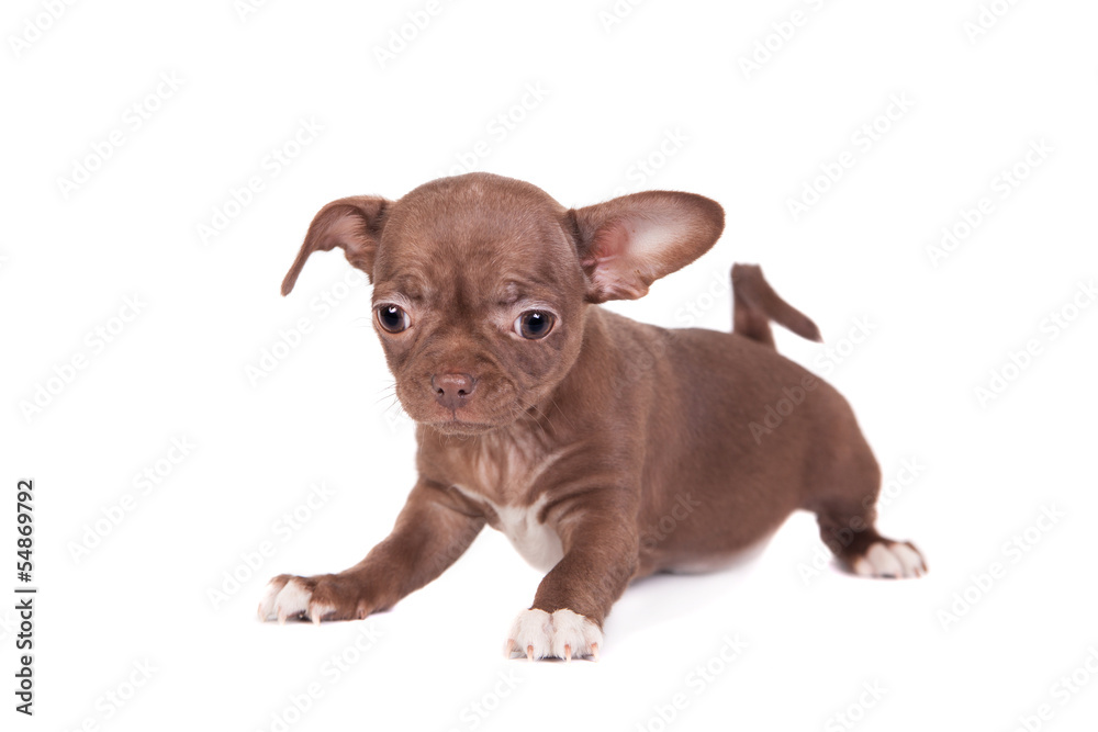 Chocolate Chihuahua puppy the age of 1 month isolated on white