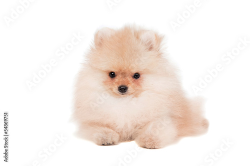 Pomeranian puppy (3 month) isolated on white