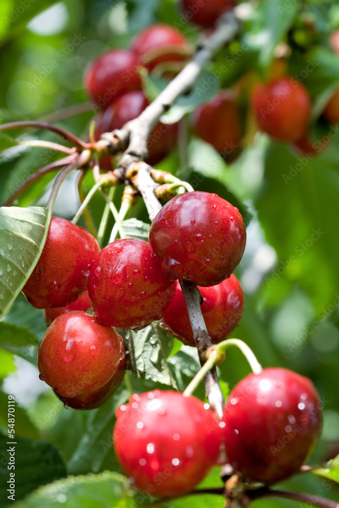 Obraz premium Ripe cherries