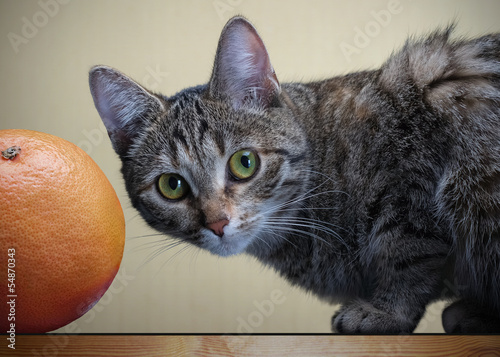 Gray striped cat sitting near a grapefruit