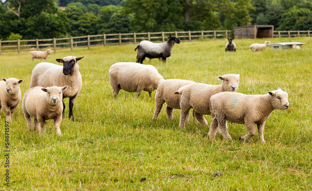 Sheep with lambs on farm in England.