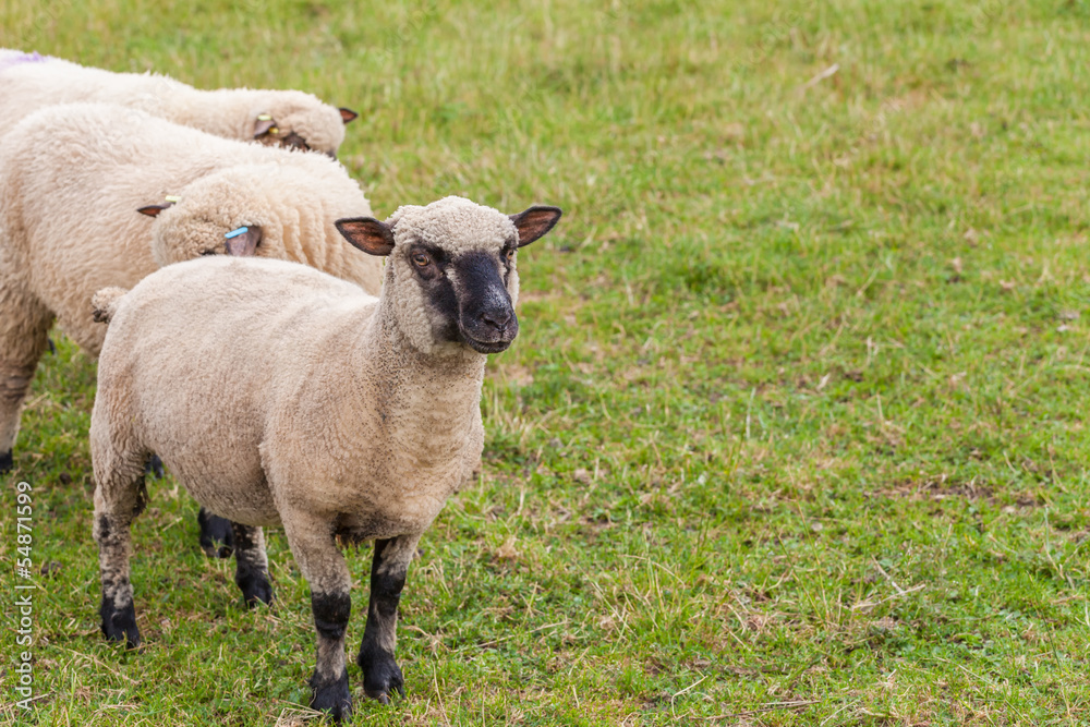 Sheep on farm in England.