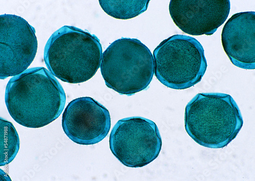 Cell Gene Microscopic Series