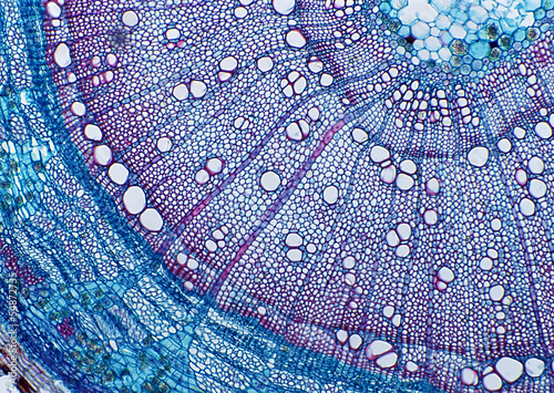 Quadro su tela Cell Gene Microscopic Series