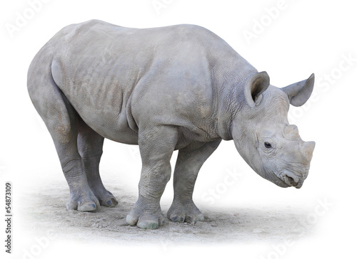 The Northern White Rhinoceros  Ceratotherium simum cottoni .