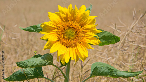 Sonnenblume - Helianthus annuus photo