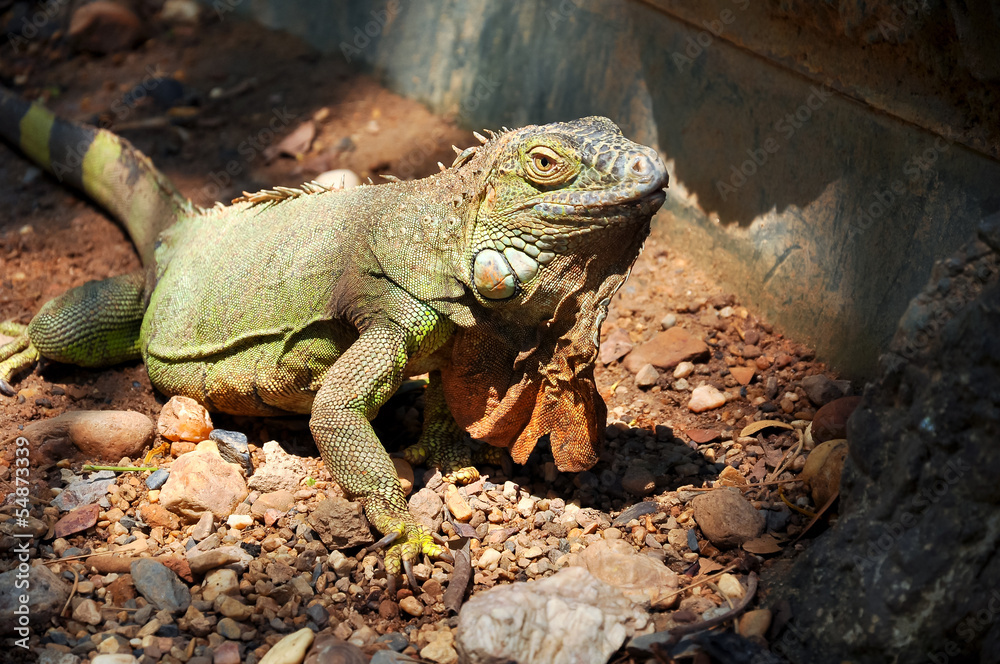 Green Iguana
