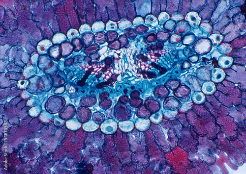 Cell Gene Microscopic Series