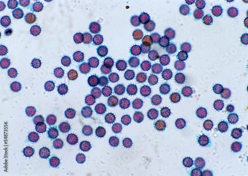 Cell Gene Microscopic Series