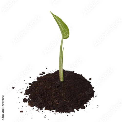 tropical plant tree growing seedling in soil isolated on white