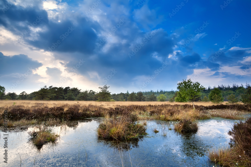 blue sky reflected in swamp water