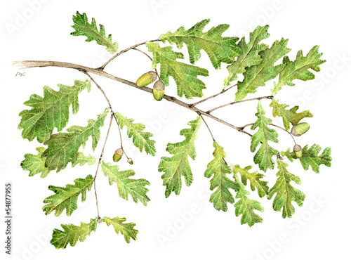 Farnia - Quercus robur