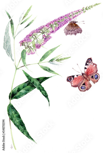 Buddleja davidi e farfalla