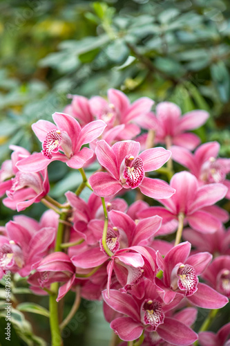 beautiful pink orchid flower on green background