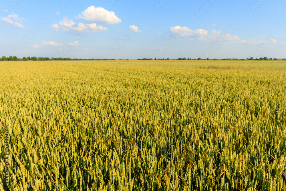 Fototapeta premium agricultural field
