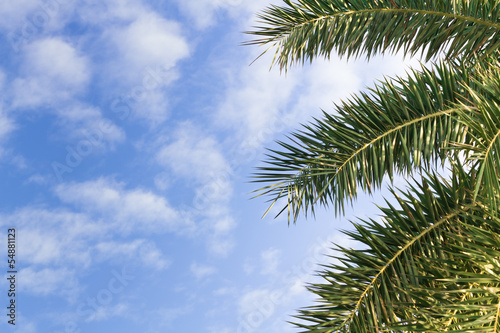 Palm leaf on the fresh blue sky