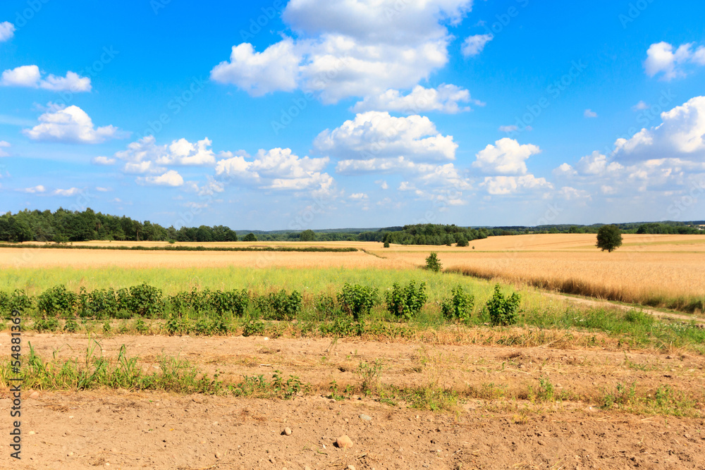 Obraz premium agricultural field