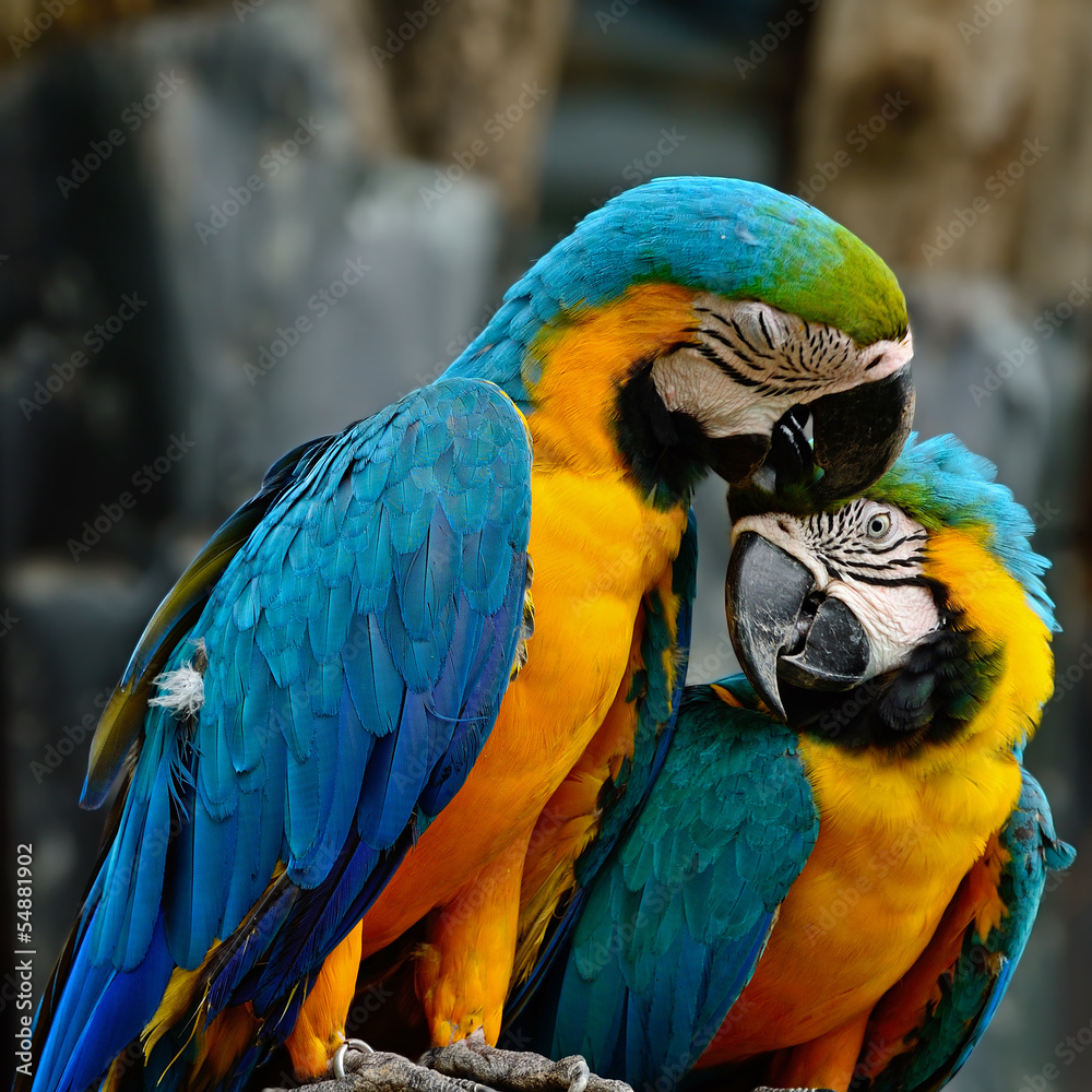 Blue and Gold Macaw