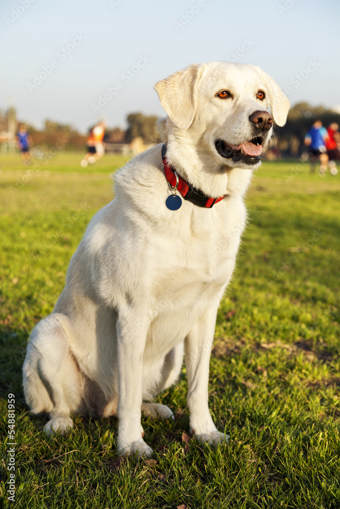 Mixed Labrador Dog Portrait at the Park Mixed Labrador Dog Portrait at the Park