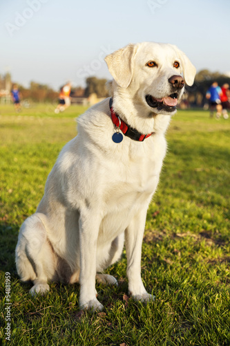 Mixed Labrador Dog Portrait at the Park