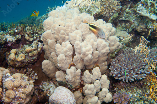 Coral reef is underwater in Red sea
