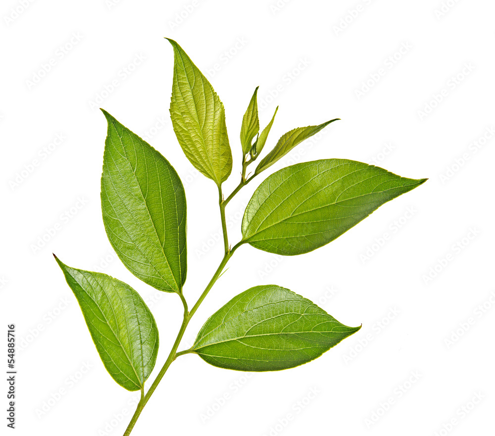 branch branch