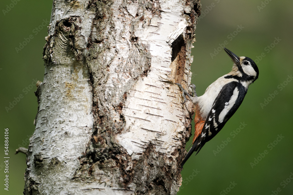 Great-spotted woodpecker, Dendrocopos major, female Great-spotted woodpecker, Dendrocopos major, female