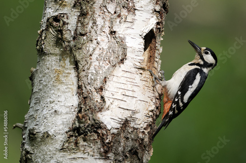 Great-spotted woodpecker, Dendrocopos major, female