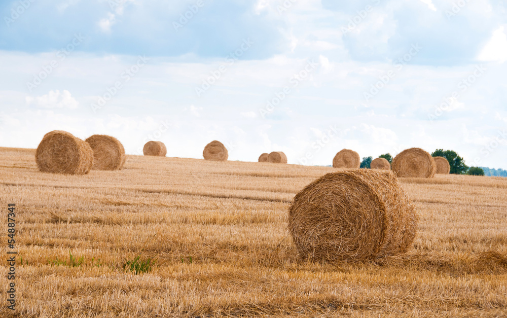 Bundles of straw on the field after harvest.