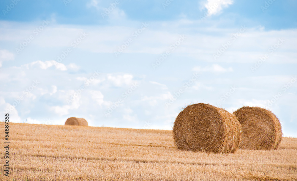 Bundles of straw on the field after harvest. Bundles of straw on the field after harvest.