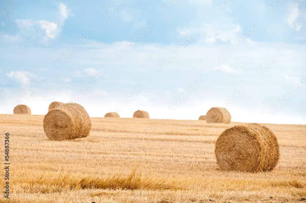 Bundles of straw on the field after harvest. Bundles of straw on the field after harvest.