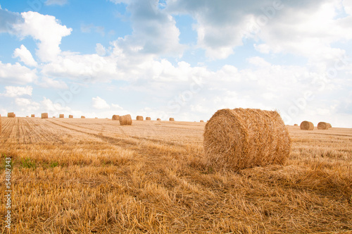 Bundles of straw on the field after harvest.