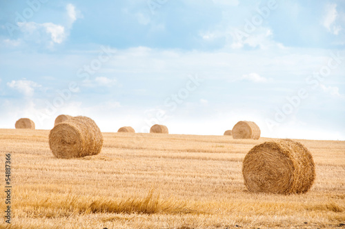 Bundles of straw on the field after harvest.