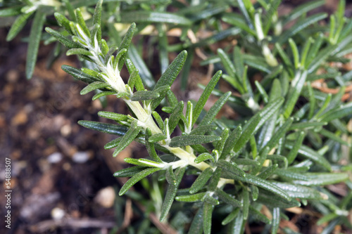 Cultivated Rosemary