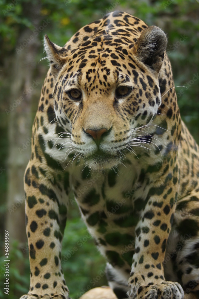 Naklejka premium Jaguar - Panthera onca