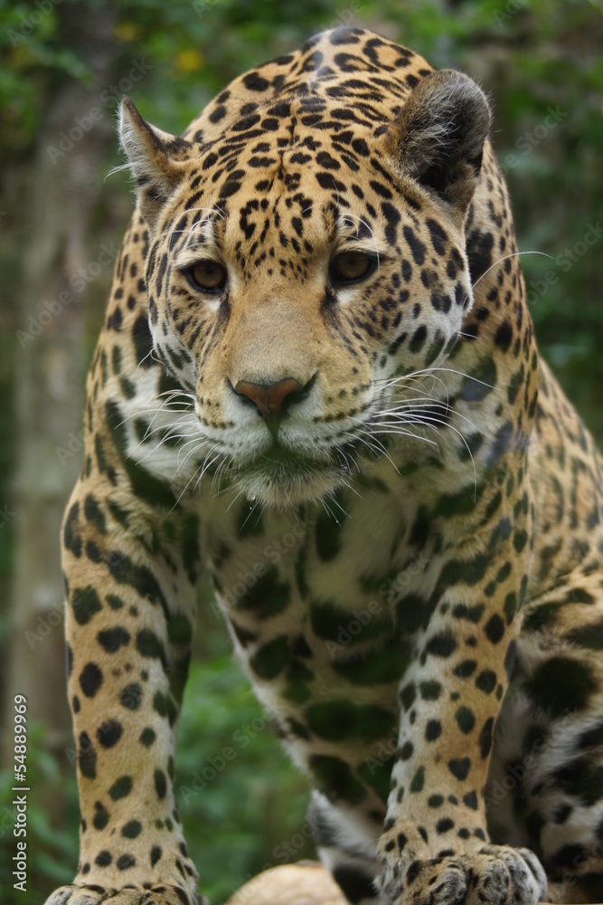 Jaguar - Panthera onca Jaguar - Panthera onca