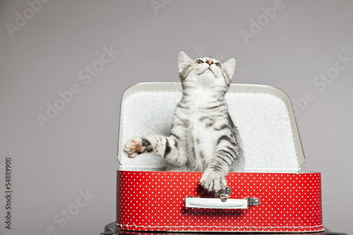 Fototapeta Naklejka Na Ścianę i Meble -  Curious playful funny tabby kitten in red little suitcase. Studi