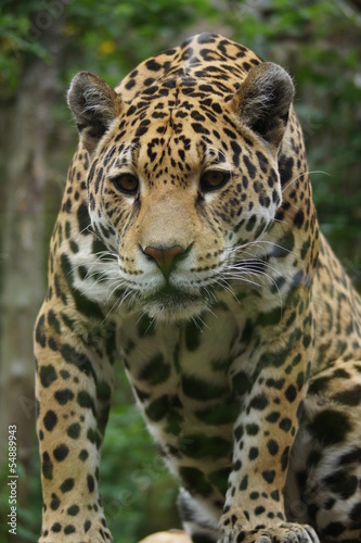 Jaguar - Panthera onca © Daniel Mortell