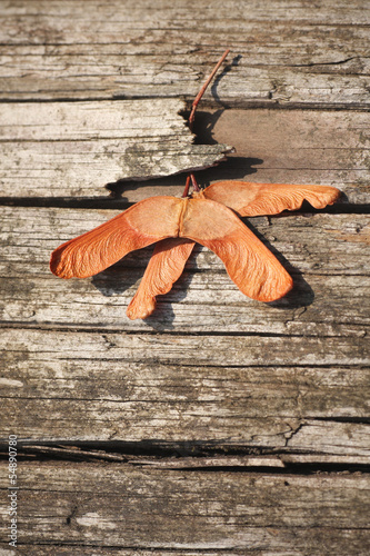 wind dispersal