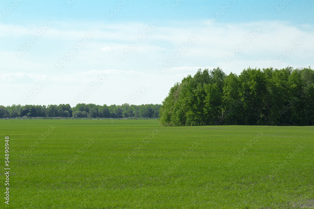 Natural landscape and the green summer Natural landscape and the green summer