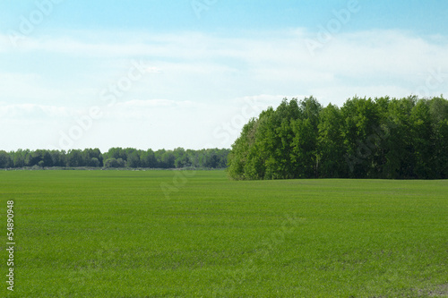 Natural landscape and the green summer