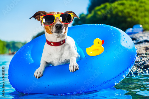 beach dog