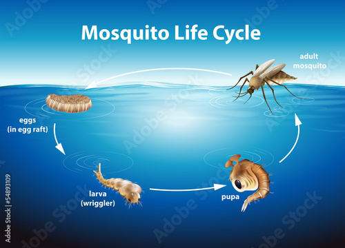 Life Cycle of a Mosquito photo