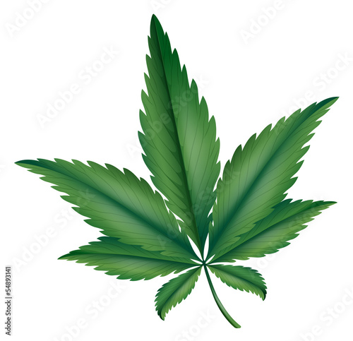 Marijuana