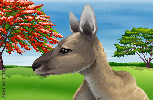 Kangaroo photo