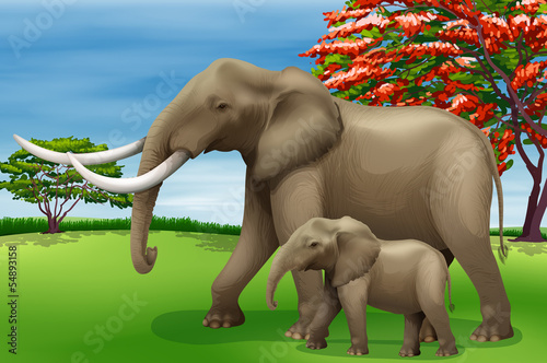 Elephant