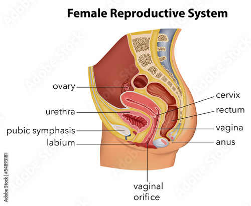 Female Reproductive System