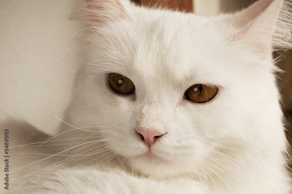 Adorable white Persian cat