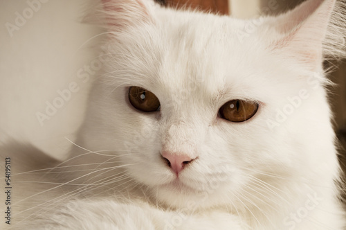 Adorable white Persian cat © fotosmile777
