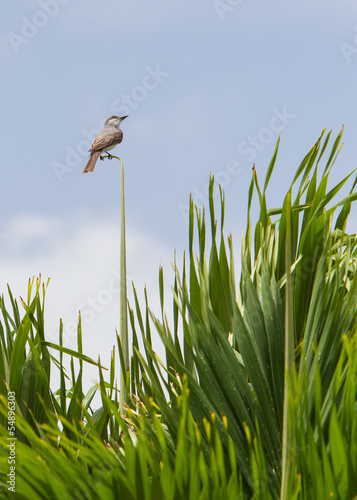 Grey Kingbird (Tyrannus dominicensis) photo